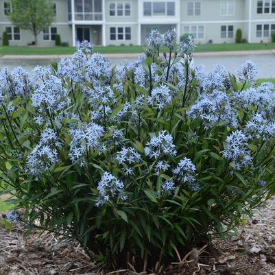 Amsonia tabernaemontana Storm Cloud