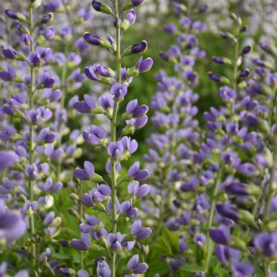 Baptisia hybrid Decadence® Deluxe 'Blue Bubbly'