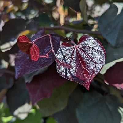 Cercis canadensis Black Pearl™