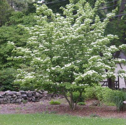 Cornus kousa 