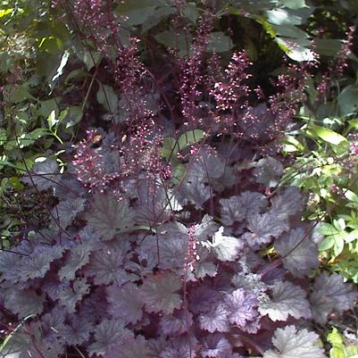 Heuchera Frosted Violet