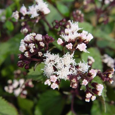 Eupatorium rugosum Chocolate