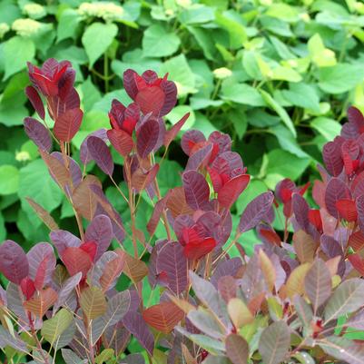 Cotinus coggygria Royal Purple