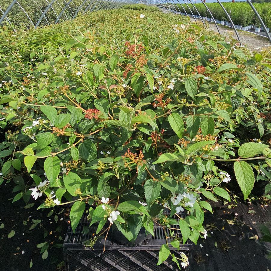 Viburnum p. t. Summer Snowflake