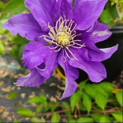 Clematis 'Olympia'