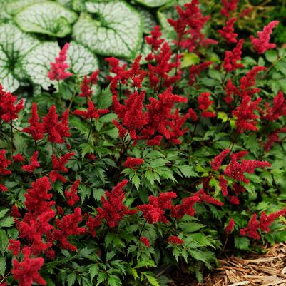 Astilbe arendsii Fanal