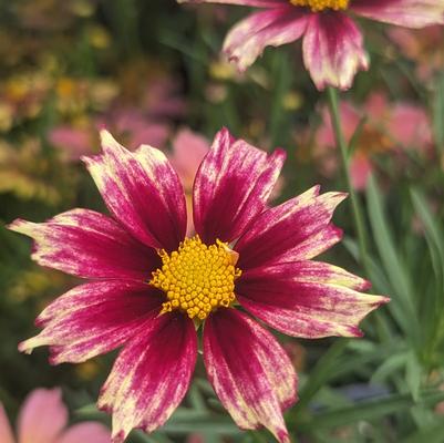 Coreopsis Li'l Bang 'Starlight'