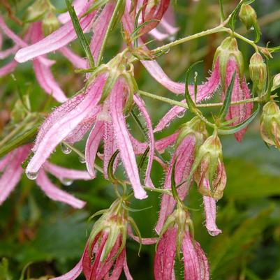 Campanula 'Pink Octopus'