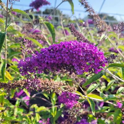 Buddleia davidii Groovy Grape™