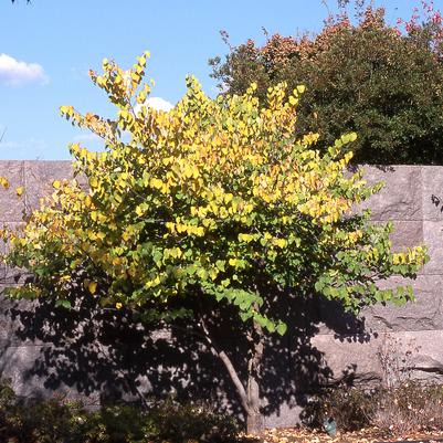 Cercis canadensis 