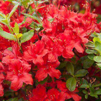 Azalea Electric Lights™ Red