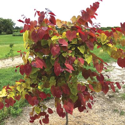 Cercis canadensis Flame Thrower®