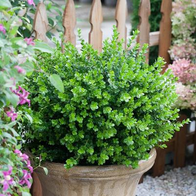 Buxus microphylla Sprinter®