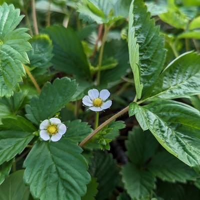 Fragaria vesca 'Alexandria'