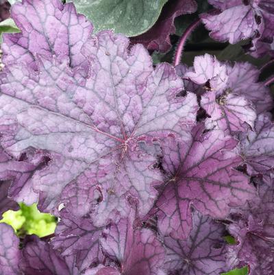 Heuchera x Forever® Purple