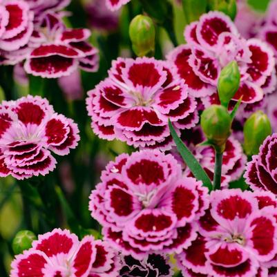 Dianthus plumarius Delilah™ Bicolor Purple