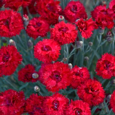 Dianthus hybrid Fruit Punch® Fruit Punch® Maraschino