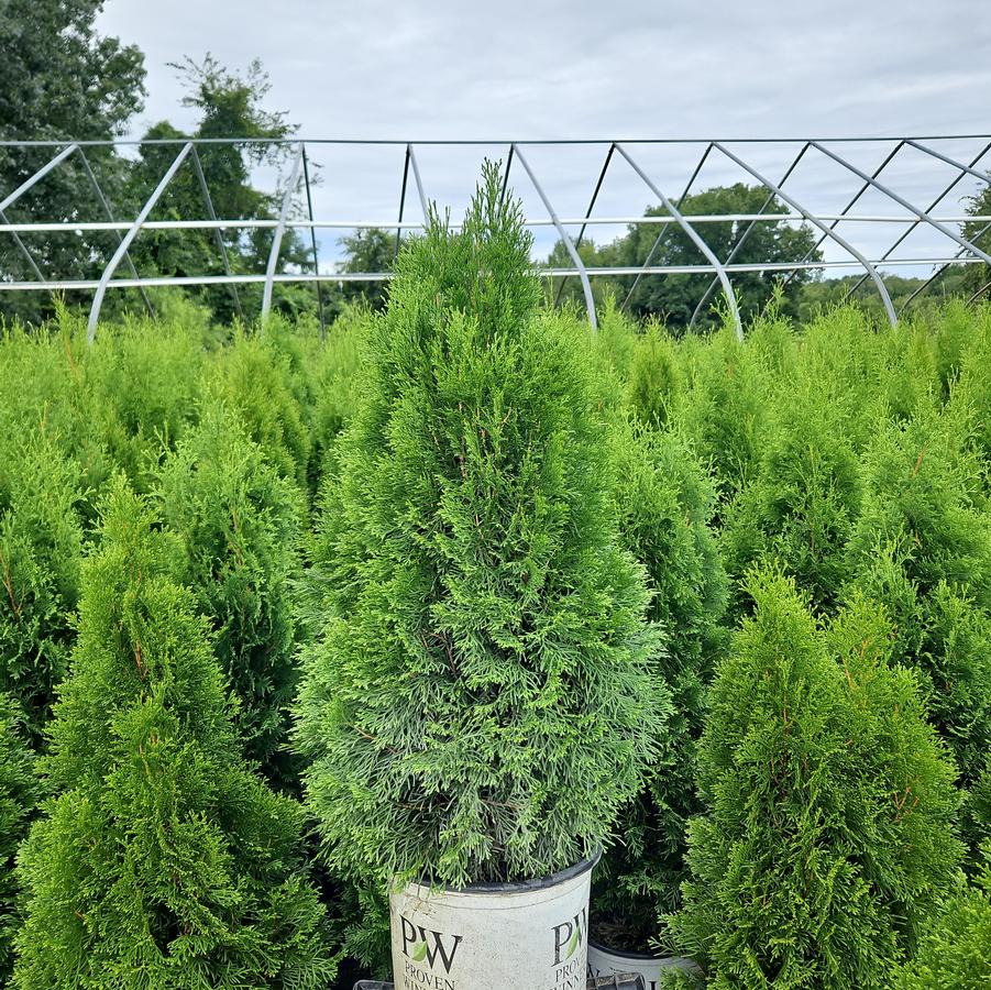 Thuja occidentalis North Pole®