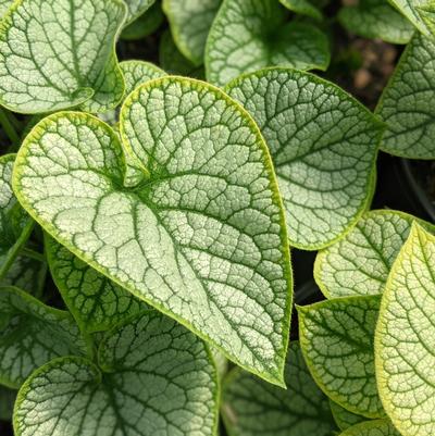 Brunnera macrophylla Jack Frost