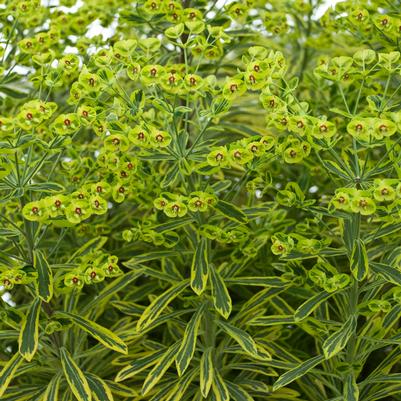 Euphorbia x martinii 'Ascot Rainbow'