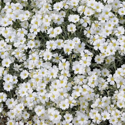 Cerastium tomentosum 'YoYo'