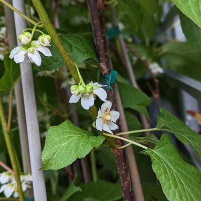 Actinidia 'September Sun'