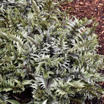 Anthyrium niponicum 'Crested Surf'