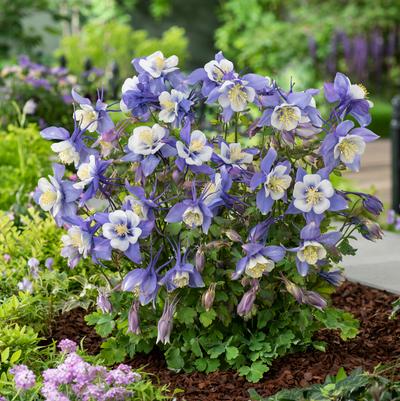 Aquilegia x Earlybird™ Blue White