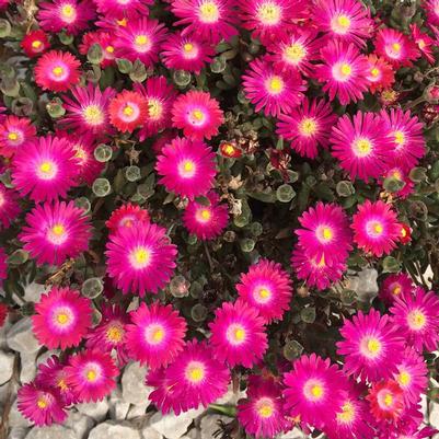 Delosperma Jewel of the Desert® Amethyst