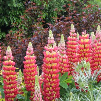 Lupinus polyphyllus Westcountry™ 'Tequila Flame'