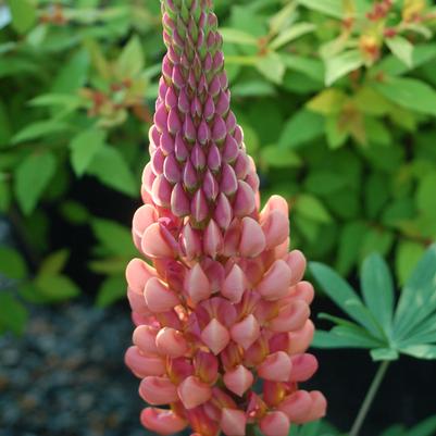 Lupinus polyphyllus Westcountry™ 'Towering Inferno'