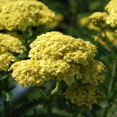 Achillea millefolium 'Sunny Seduction'