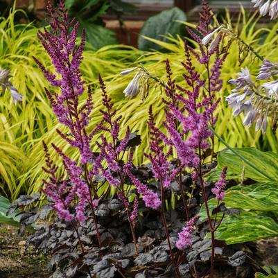 Astilbe 'Dark Side of the Moon'