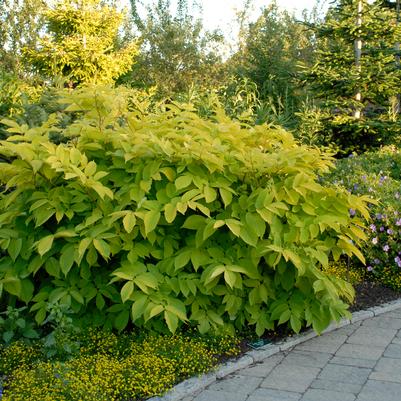 Aralia Sun King