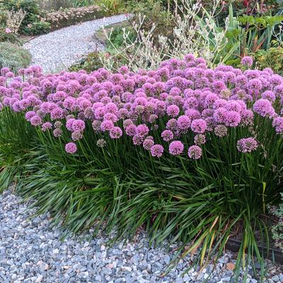 Allium 'Millenium'