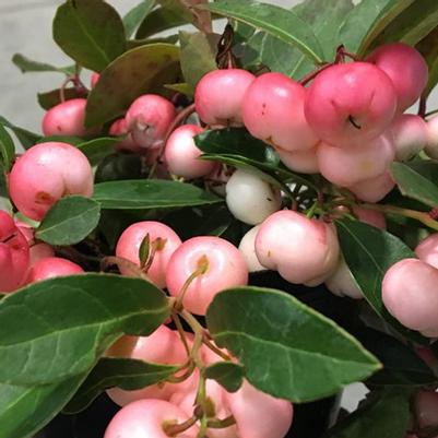 Gaultheria procumbens 'Winter Fiesta'