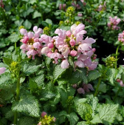 Lamium Pink Pewter