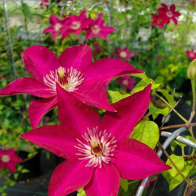 Clematis Tekla™