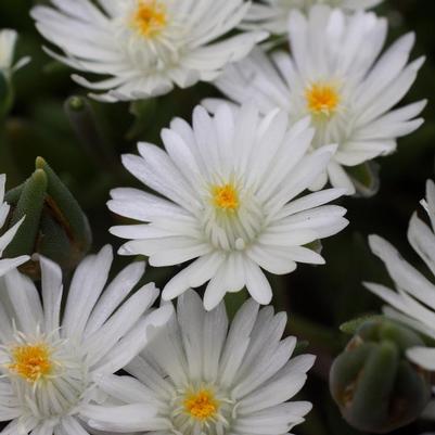 Delosperma cooperi Jewel of the Desert® Moonstone