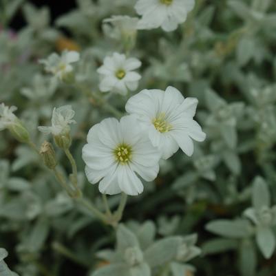 Cerastium tomentosum 