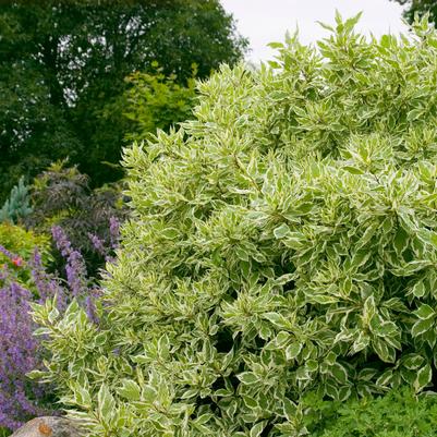 Cornus alba Ivory Halo®