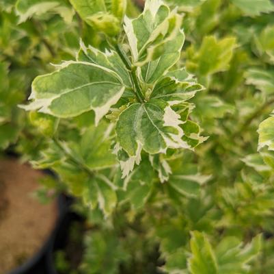 Hibiscus syriacus 'Showtime'