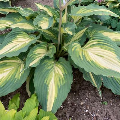 Hosta SHADOWLAND® 'Love Story'