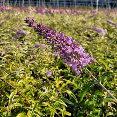 Buddleia Summer Skies