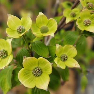 Cornus X Celestial®