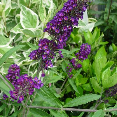 Buddleia davidii Black Knight