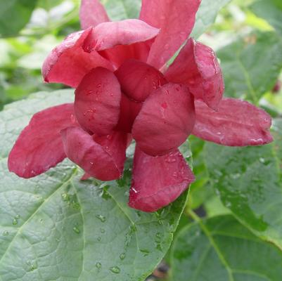 Calycanthus r. Hartlage Wine