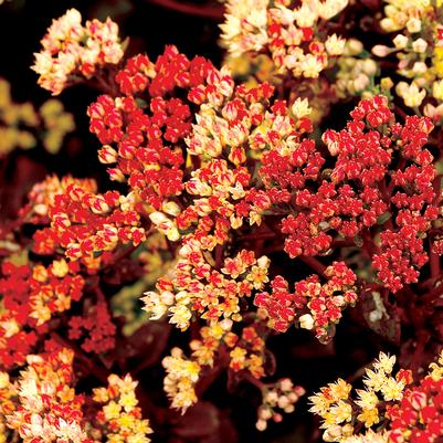 Sedum telephium 'Peach Pearls'