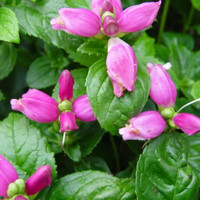 Chelone lyonii 'Hot Lips'