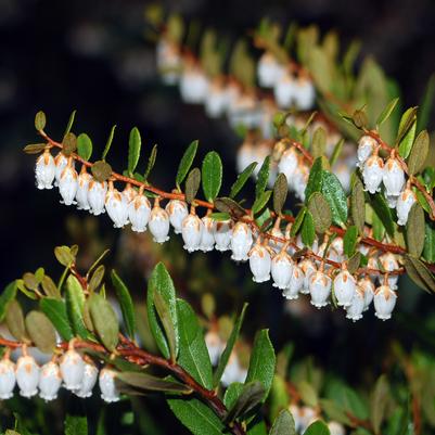 Chamaedaphne calyculata 